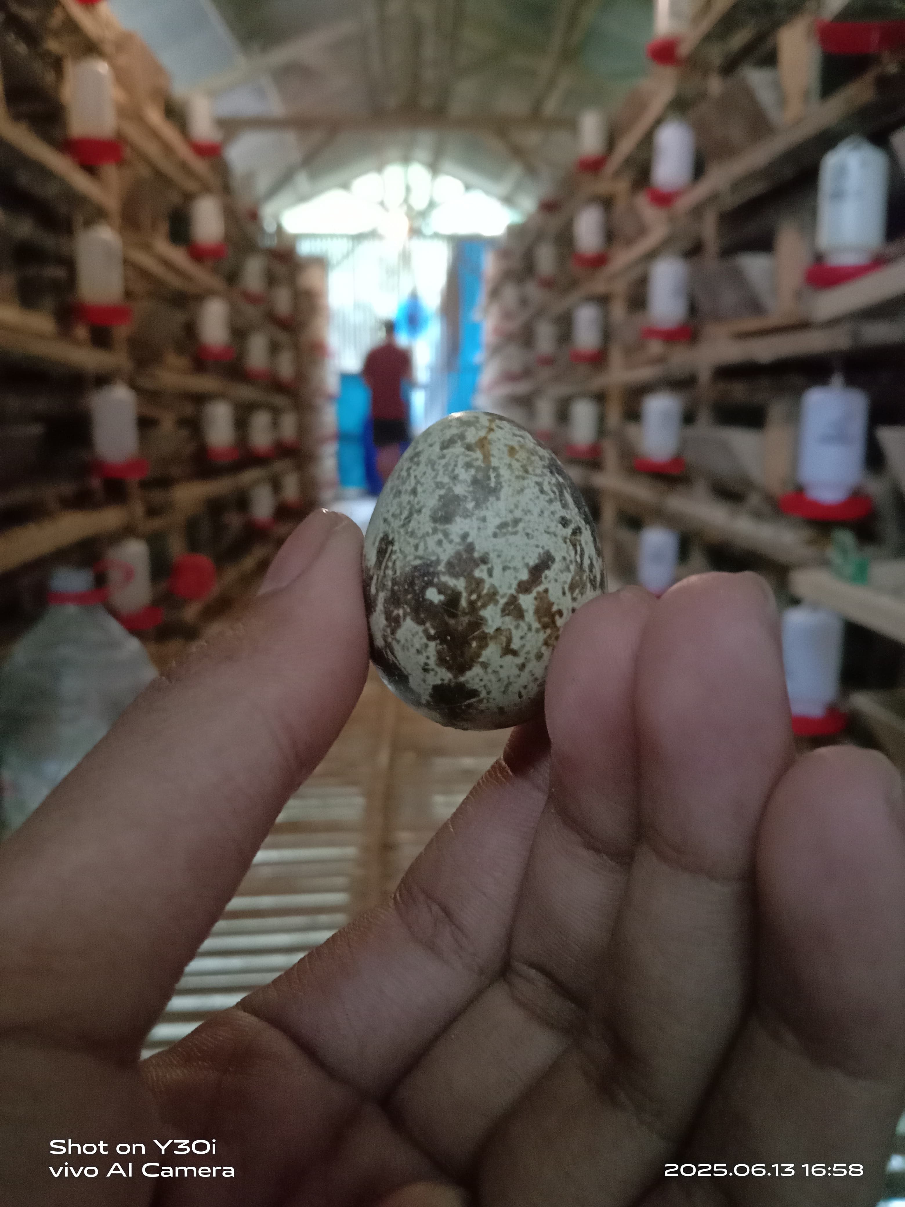 Telur Puyuh Segar